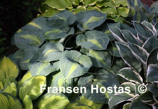 Hosta St. Paul