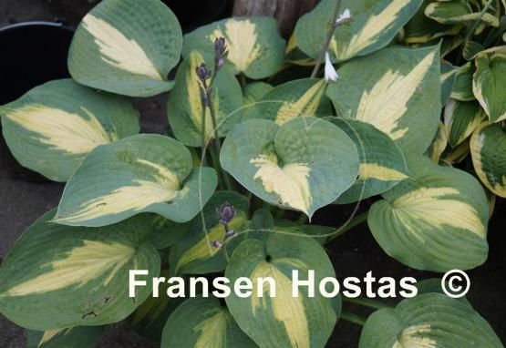 Hosta St. Paul