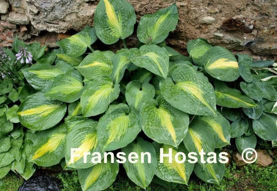 Hosta St. Paul