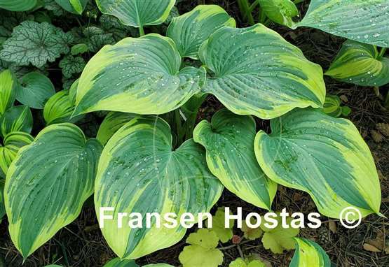 Hosta Stag's Leap
