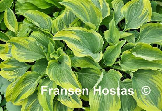 Hosta Stag's Leap