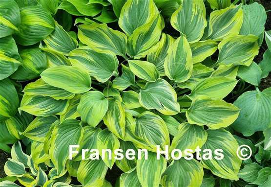 Hosta Stag's Leap