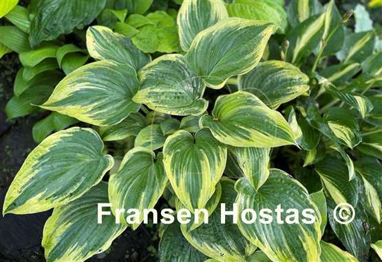 Hosta Stag's Leap