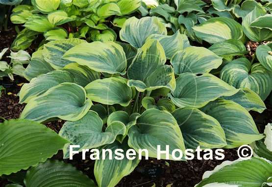 Hosta Stag's Leap