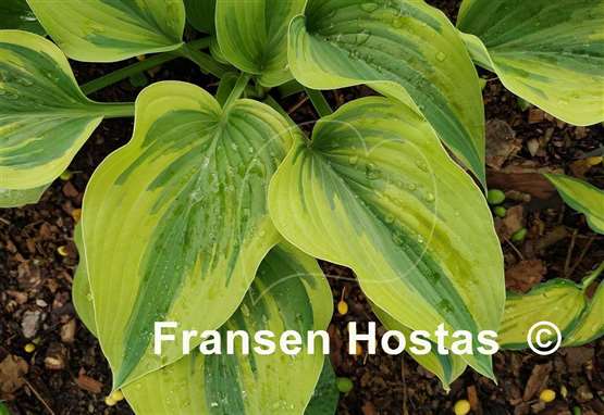 Hosta Stag's Leap
