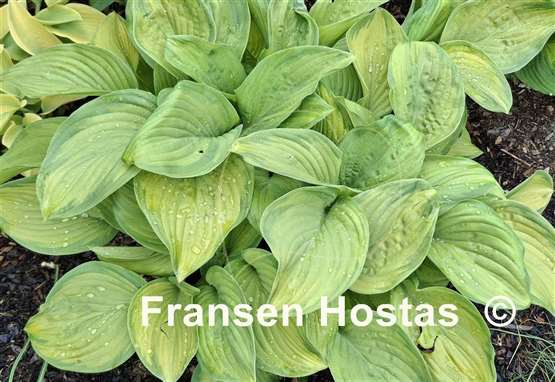 Hosta Stained Glass