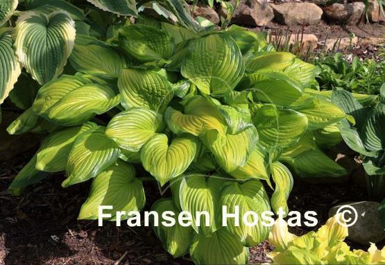 Hosta Stained Glass