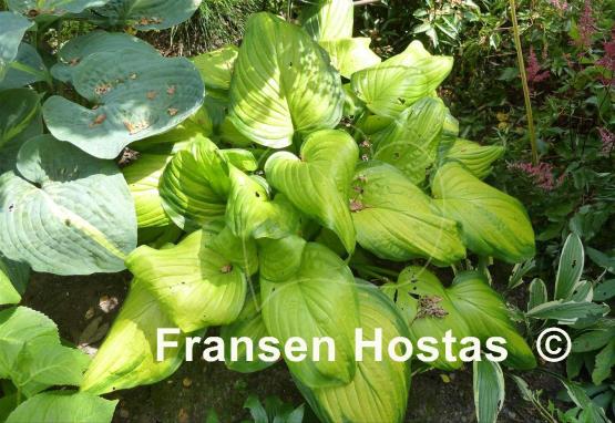 Hosta Stained Glass