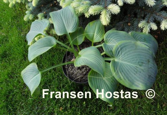Hosta Stan the Man