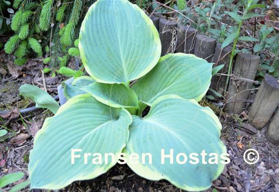 Hosta Stan the Man
