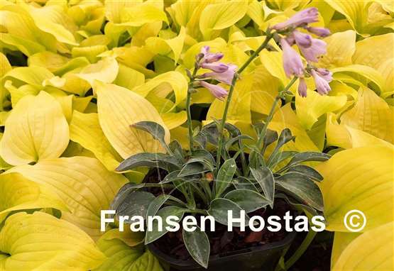 Hosta Stand Up Mouse