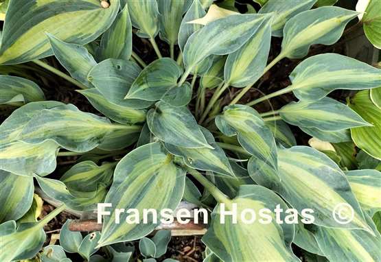 Hosta Stand by Me