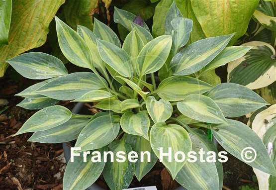 Hosta Stand by Me