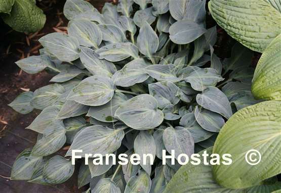 Hosta Stand by Me