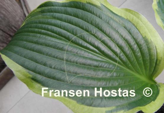 Hosta Stand Corrected