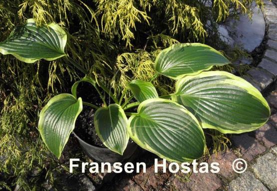 Hosta Stand Corrected