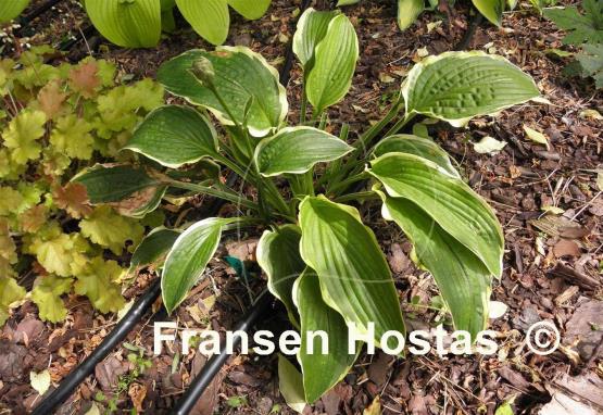 Hosta Stand Corrected