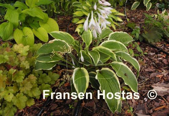 Hosta Stand Corrected