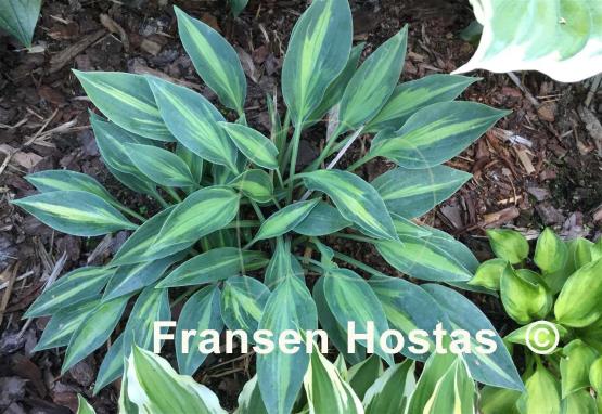 Hosta Stand by Me