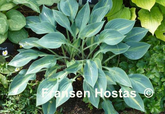 Hosta Stand by Me