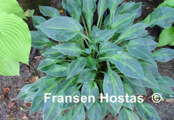 Hosta Stand by Me