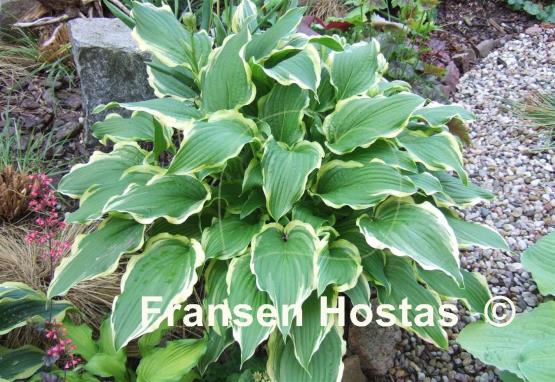 Hosta Star Light Star Bright