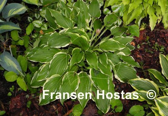 Hosta Star Light Star Bright