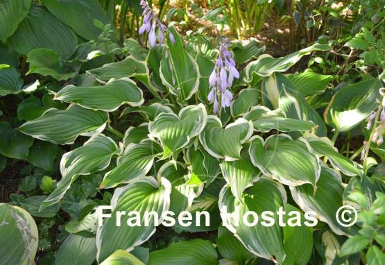 Hosta Star Light Star Bright