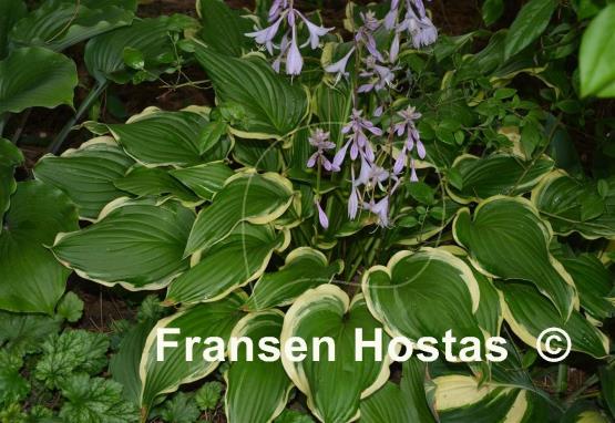 Hosta Star Light Star Bright