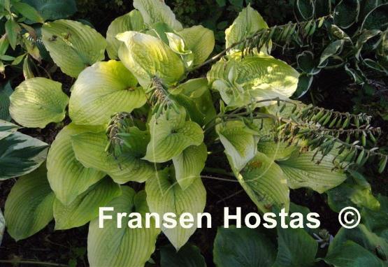Hosta Star Power