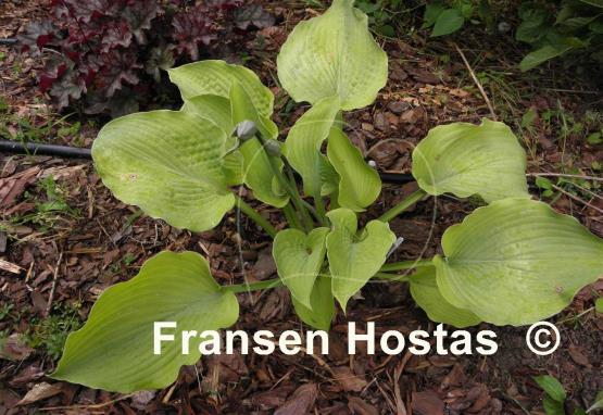 Hosta Star Power