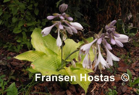 Hosta Star Power