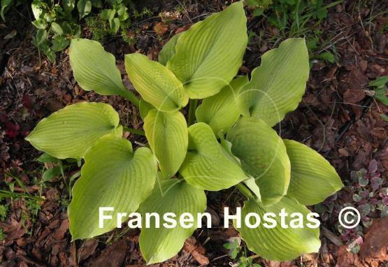 Hosta Star Power