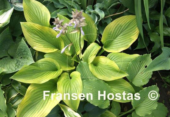 Hosta Star-kissed