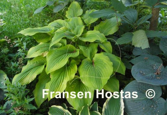 Hosta Star-kissed