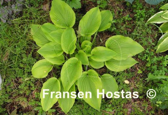Hosta Star-kissed