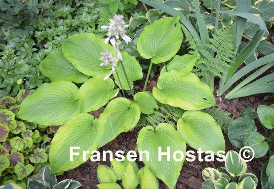 Hosta Star-kissed