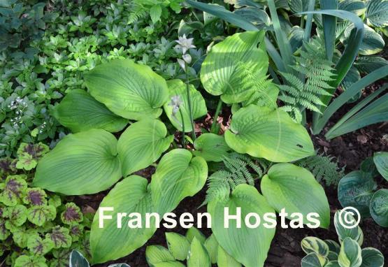 Hosta Star-kissed