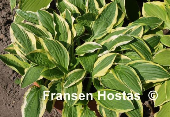 Hosta Starburst Stable