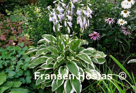 Hosta Starburst Stable
