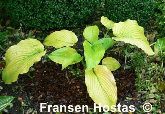 Hosta Stardust