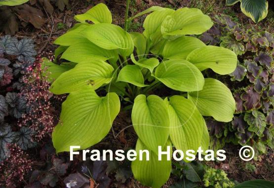 Hosta Stardust