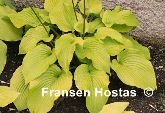Hosta Stardust