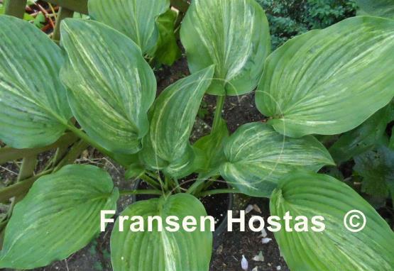 Hosta Stargate