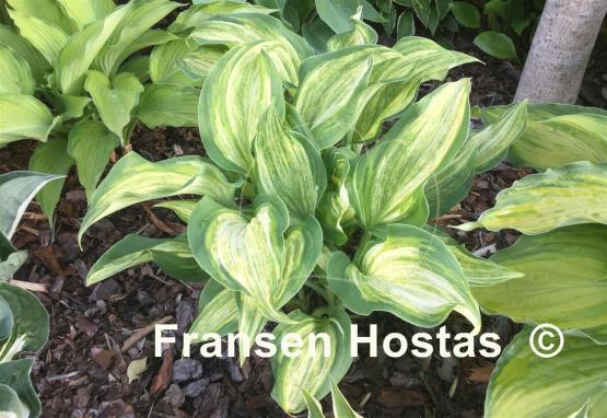 Hosta Stargate