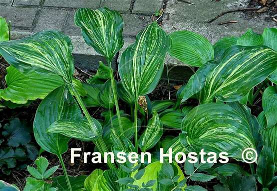 Hosta Stargate