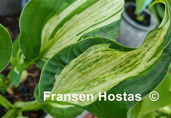 Hosta Stargate