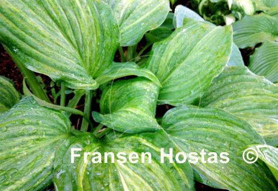 Hosta Stargate