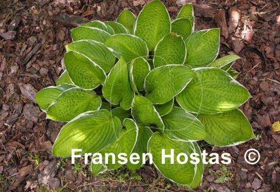 Hosta Starship