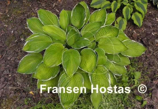 Hosta Starship